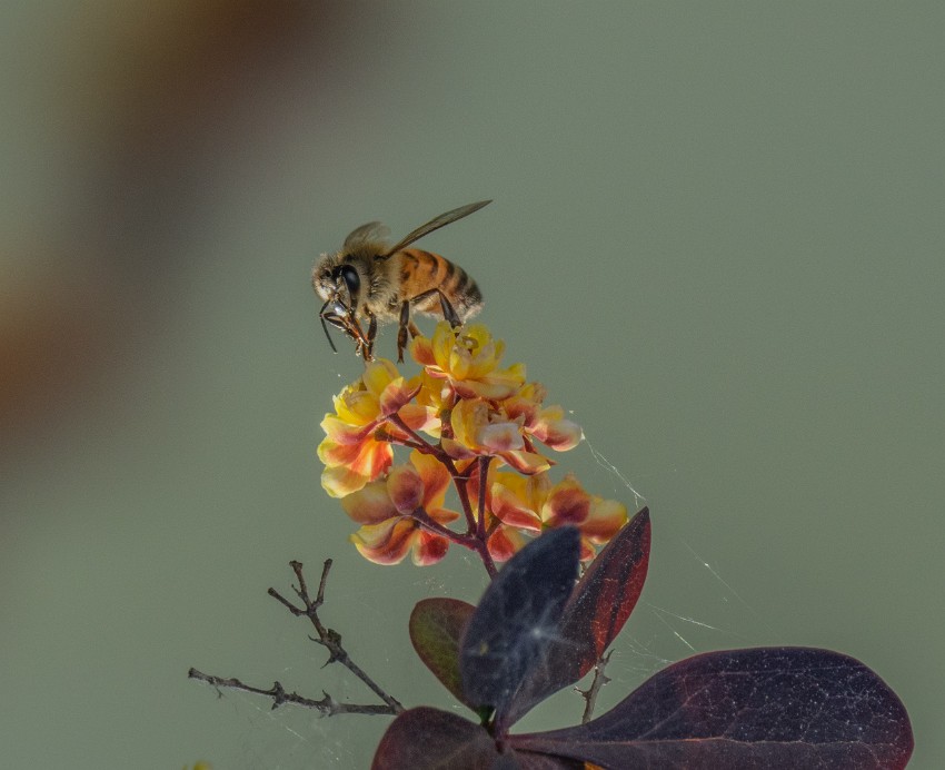 01 happybee.jpg